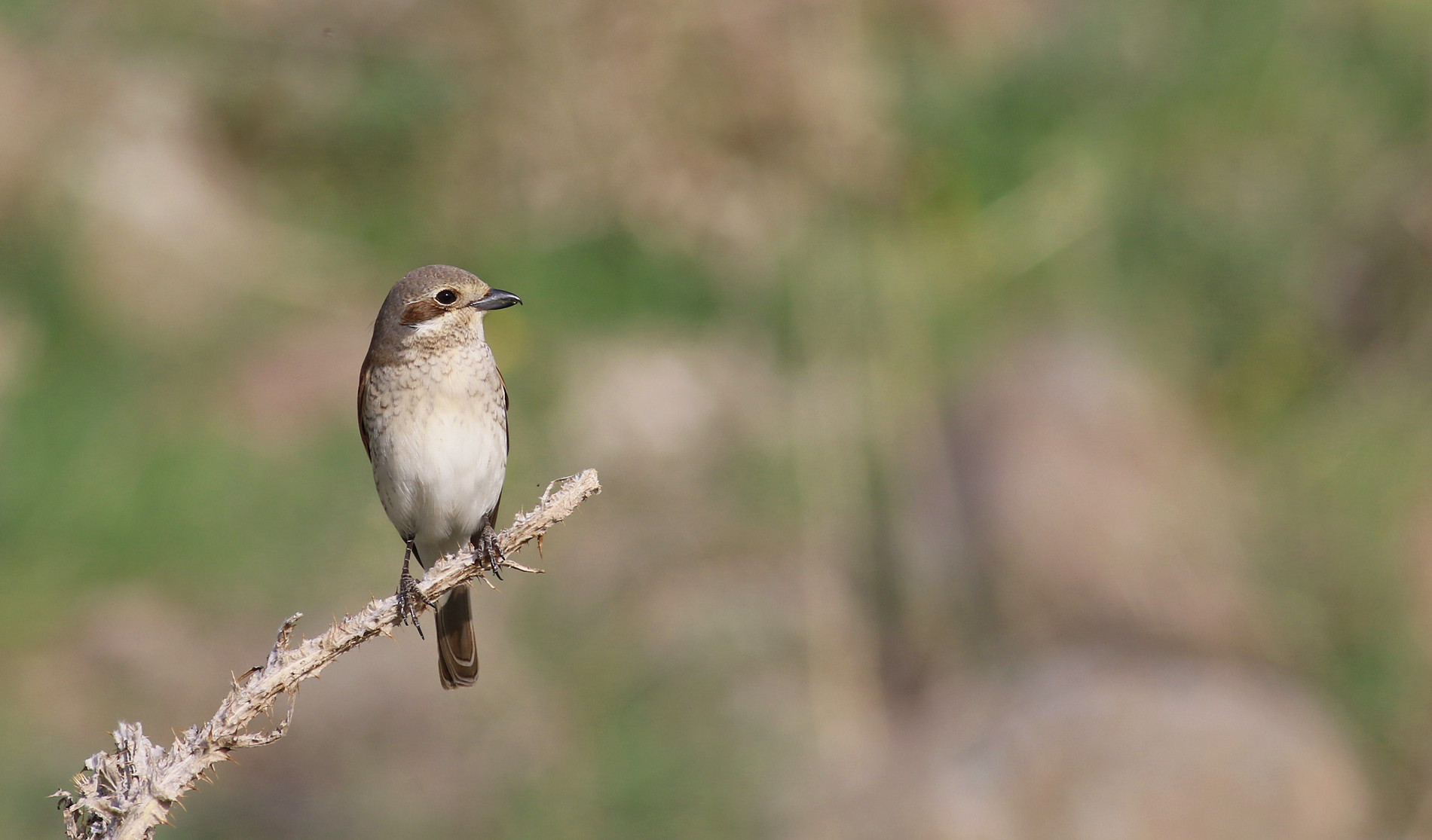 Red-backed Shrike